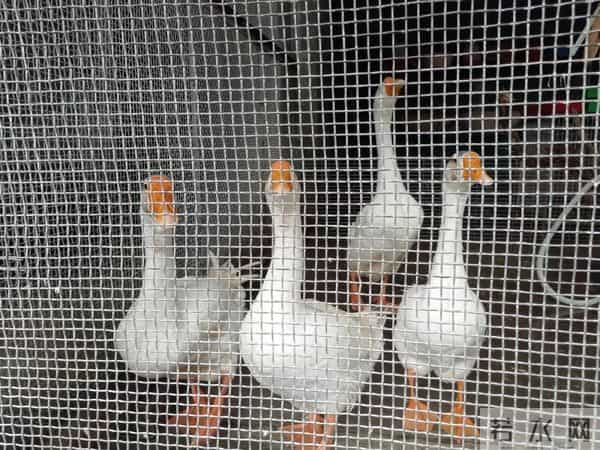 三年级日记之2025年国庆节游记和生活记录三则300字