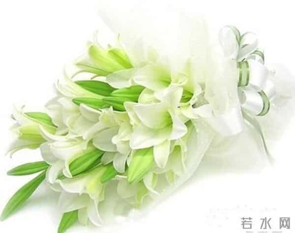 烂漫花语，你除了知道玫瑰代表爱情，你还知道其他的吗？