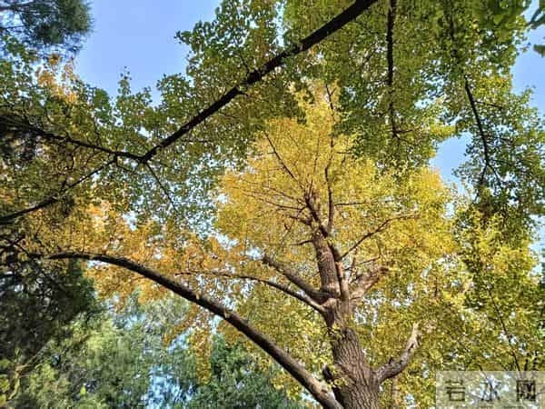 李友鹏原创丨博采众长+中西医携手+信任为桥,才是行医正道