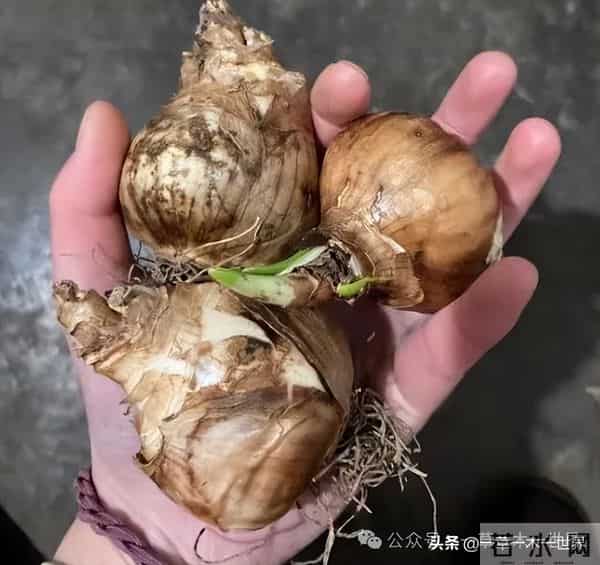 水仙花几月开花，年宵花之一，象征思念表示团圆