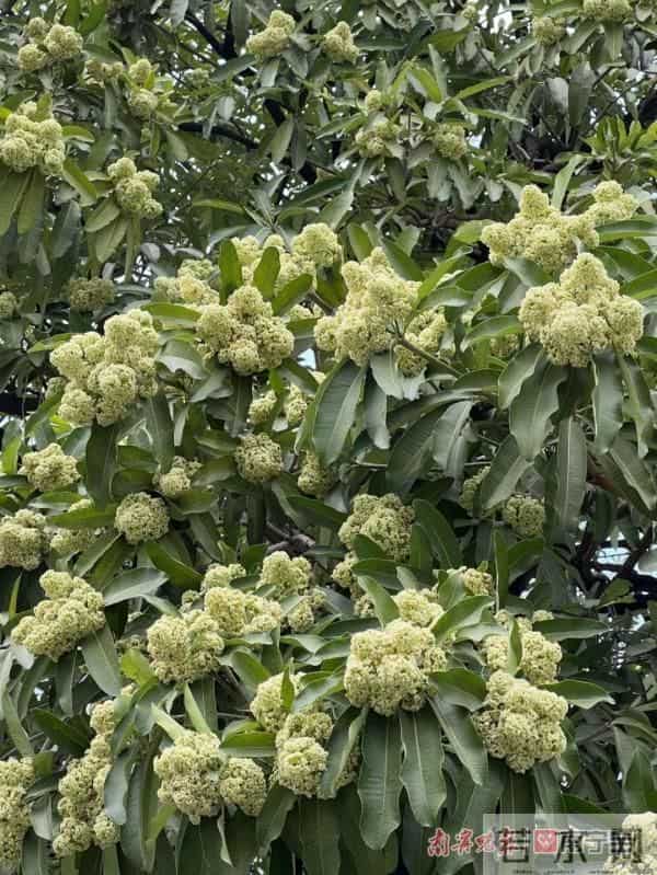 又香又臭好“上头”,广西街头这种树又开花了,到底有没有毒?