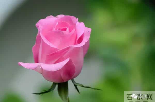 认识花材 - 这9款粉玫瑰品种你都见过吗