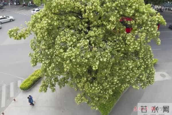 又香又臭好“上头”,广西街头这种树又开花了,到底有没有毒?