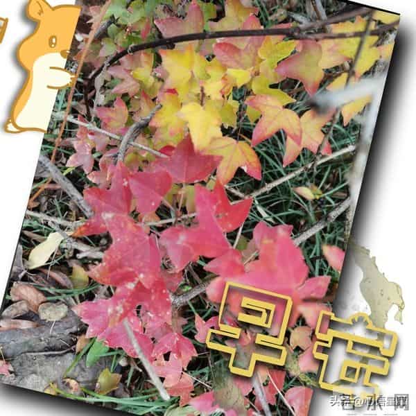 15句暖心早安祝福，安然于烟火，欣喜于细碎，愿你事事如意皆圆满