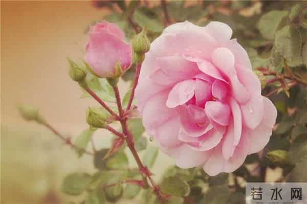 20条很火的心情短句,句句精挑细选,超喜欢!