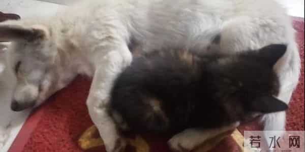 动物皆有灵性 —— 一个作家同他的猫狗的旷世情缘