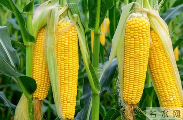 芒种麦收完，五样庄稼立马种！老农：迟十天，秋收少半箩筐