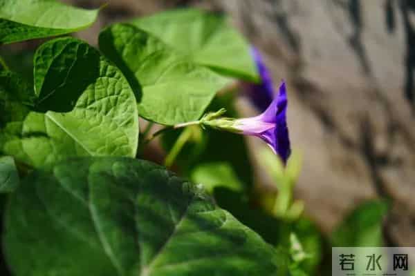 牵牛花(生活随笔)