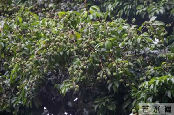 广州470多岁“荔枝皇”，“身价”不凡