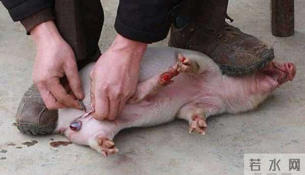 10分钟连骟5头小猪,整个过程行云流水,这是我见过最牛的骟猪匠