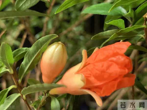 吴然,散文《走月亮》仿写