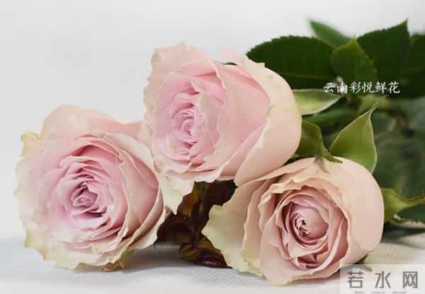 认识花材 - 这9款粉玫瑰品种你都见过吗