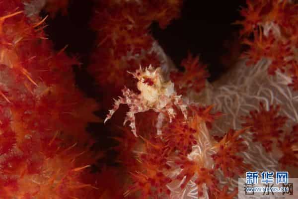 印尼：丰富多彩的海洋世界