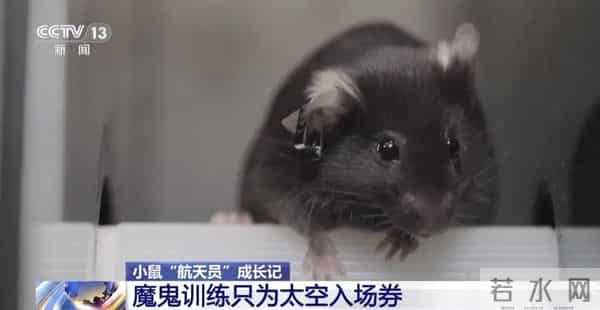 4只小老鼠将乘神舟飞船上太空!“魔鬼”训练画面曝光