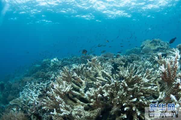 印尼：丰富多彩的海洋世界