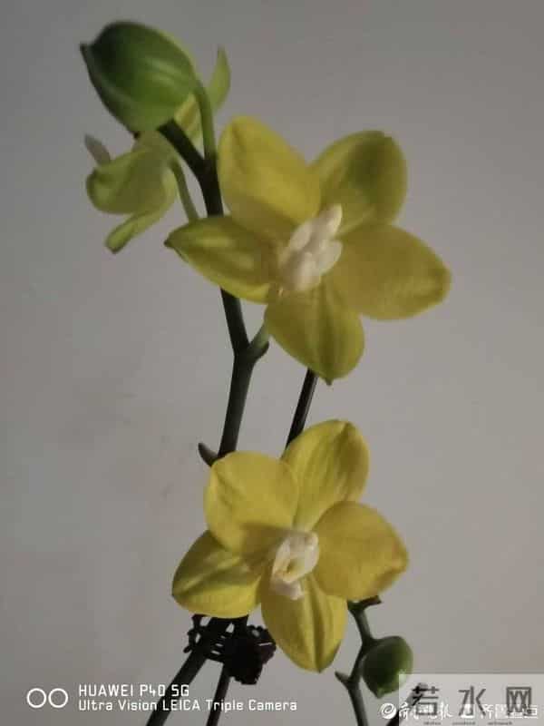 青未了-情人节又叫瓦伦丁节