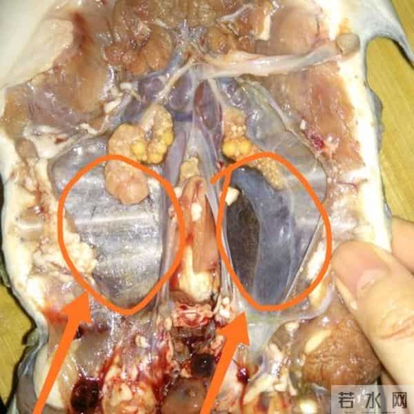 你做的清炖甲鱼汤,和饭店大厨相比,只差这一步