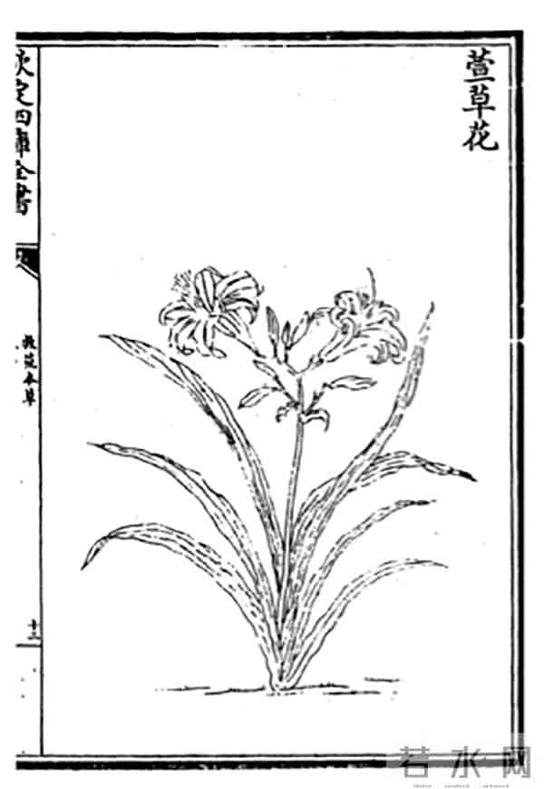 中国也有代表母亲的花，不是康乃馨而是“黄花菜”