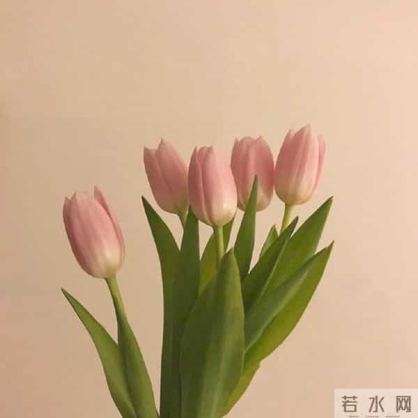适合发朋友圈的平安夜祝福语，温暖走心，节日快乐