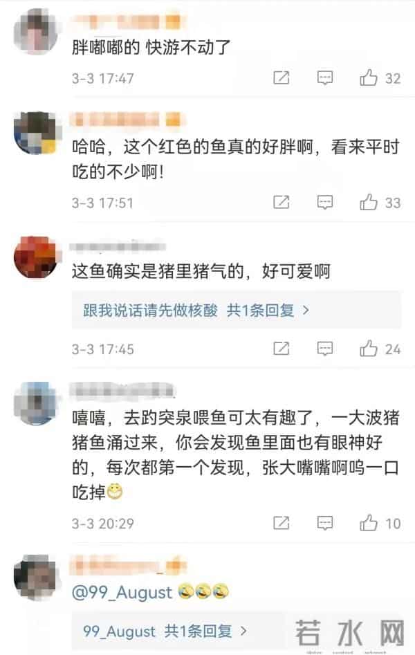 济南趵突泉的鱼为啥胖成球?