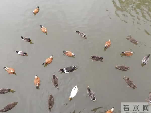 三年级日记之2025年国庆节游记和生活记录三则300字