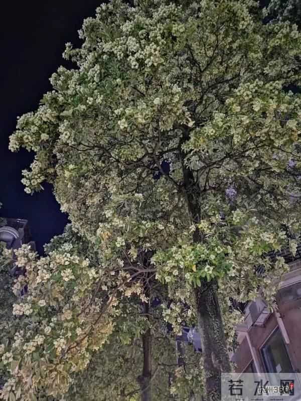 又香又臭好“上头”,广西街头这种树又开花了,到底有没有毒?