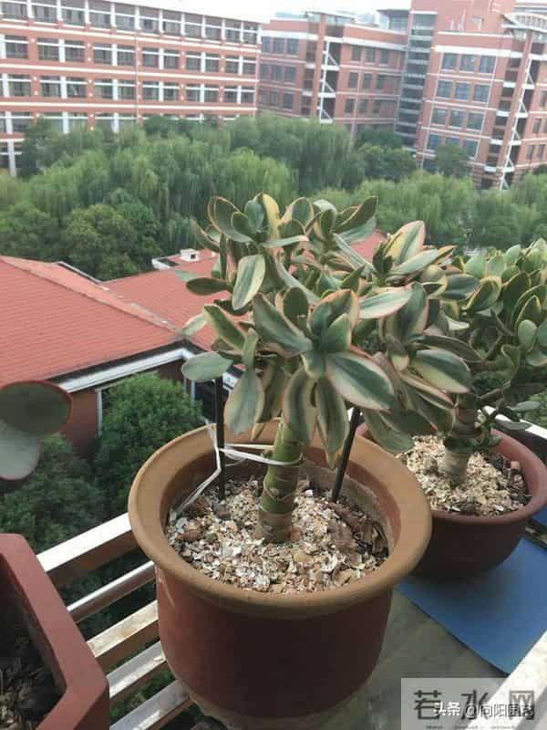 玉树又叫燕子掌,叶片四季常绿,经常出现腐烂,教你如何让避免