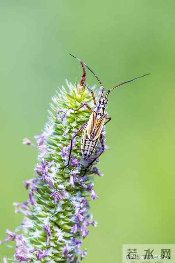 草虫的世界如此奇妙①——阿宝老师的“作文经”(三三四)