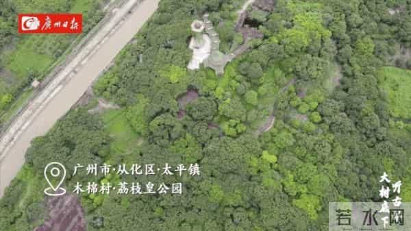 广州470多岁“荔枝皇”，“身价”不凡