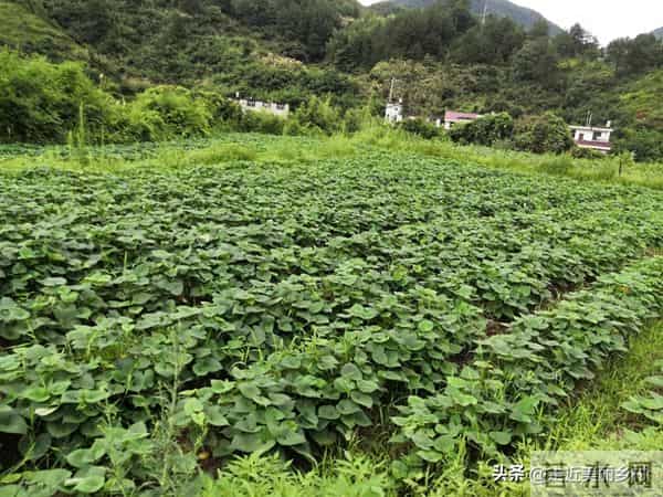 农村创业新风口:这3类项目成本低、见效快,大叔也能轻松上手!