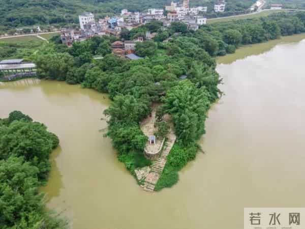 广州470多岁“荔枝皇”，“身价”不凡