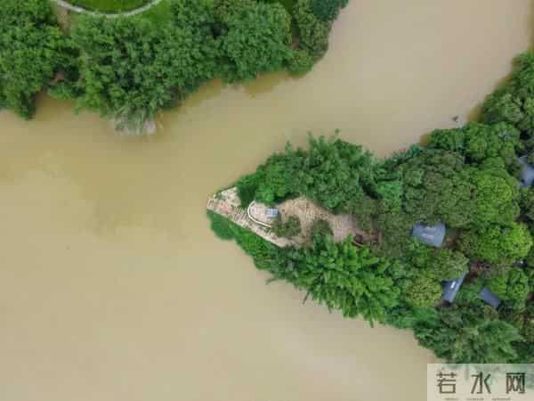 广州470多岁“荔枝皇”，“身价”不凡