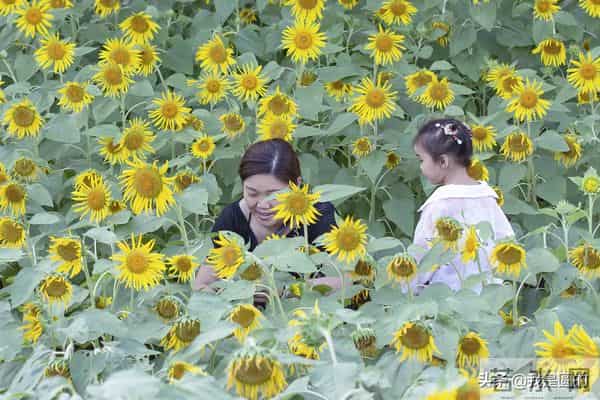 花千姿——花海国庆见闻（原创摄影+随笔300字）