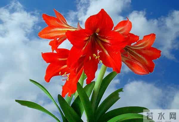 烂漫花语，你除了知道玫瑰代表爱情，你还知道其他的吗？