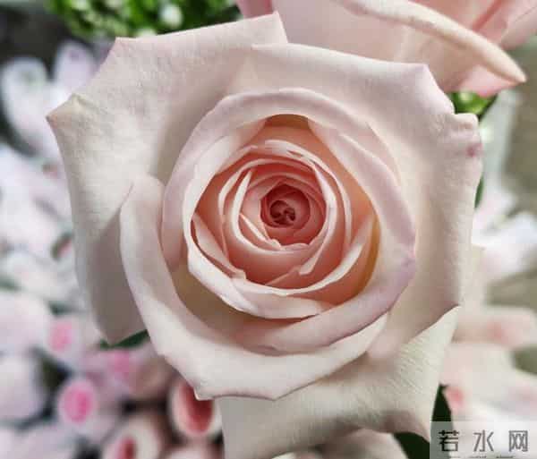 认识花材 - 这9款粉玫瑰品种你都见过吗