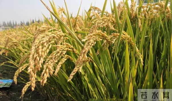 小雪知“食”节!这桌家常饭菜,恰是秋冬好滋味