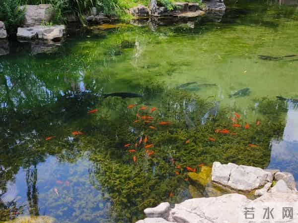 “山东邂逅美”摄影大赛｜夏日五龙潭