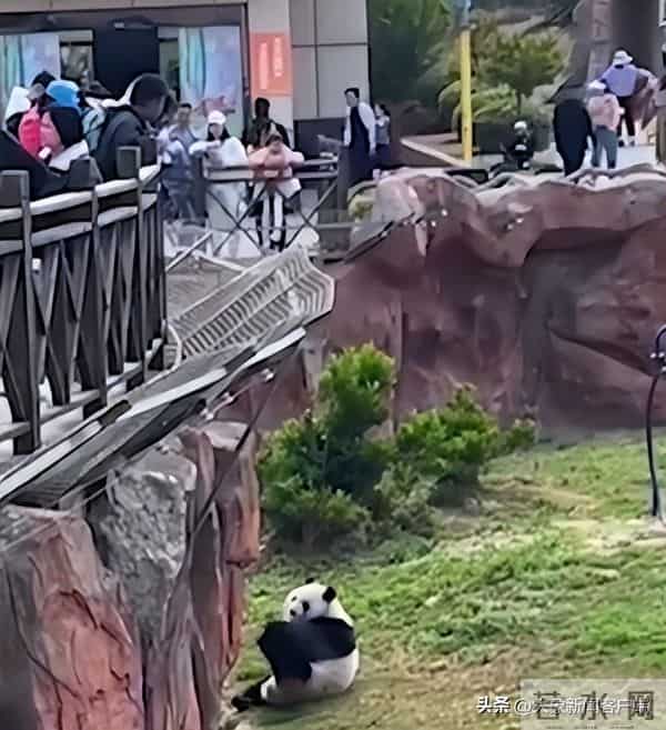 五一过半，趣事一箩筐，不仅人堵了骆驼也堵了……