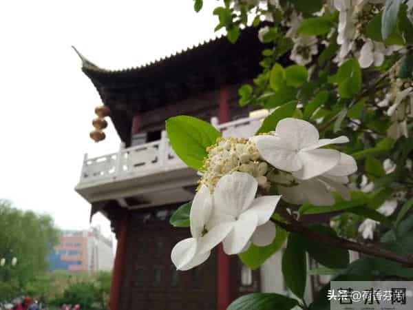 四年级语文下册第22课《古诗三首 芙蓉楼送辛渐 》(教学设计)