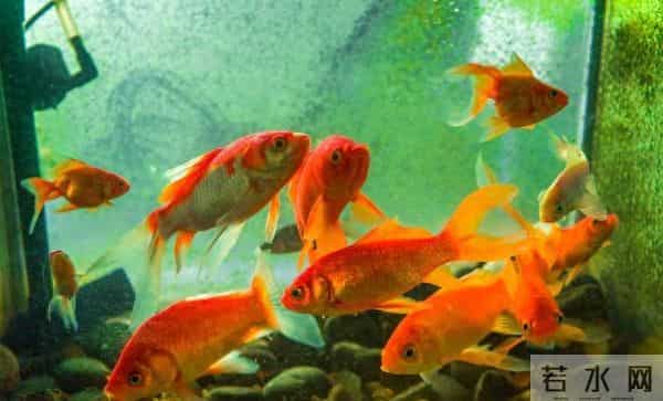 冷水鱼饲养天花板！这五种金鱼，好看好养零设备