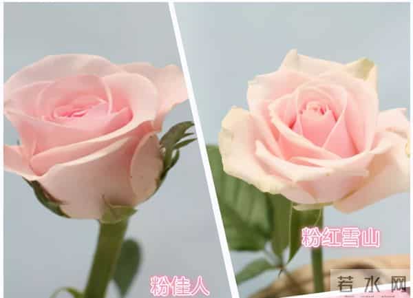 认识花材 - 这9款粉玫瑰品种你都见过吗