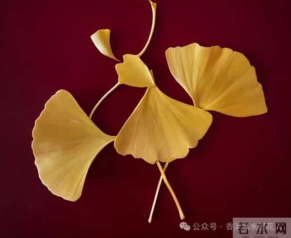 【汤老师创意作文展示——寻找秋天的故事】徐紫宁《美丽的秋天》