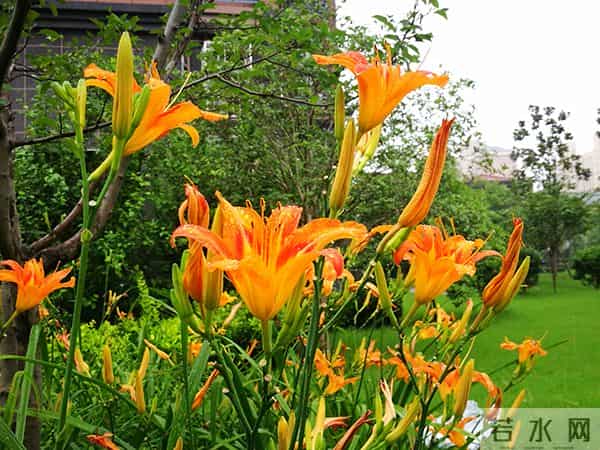 中国也有代表母亲的花，不是康乃馨而是“黄花菜”