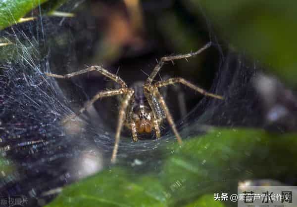 草虫的世界如此奇妙①——阿宝老师的“作文经”(三三四)