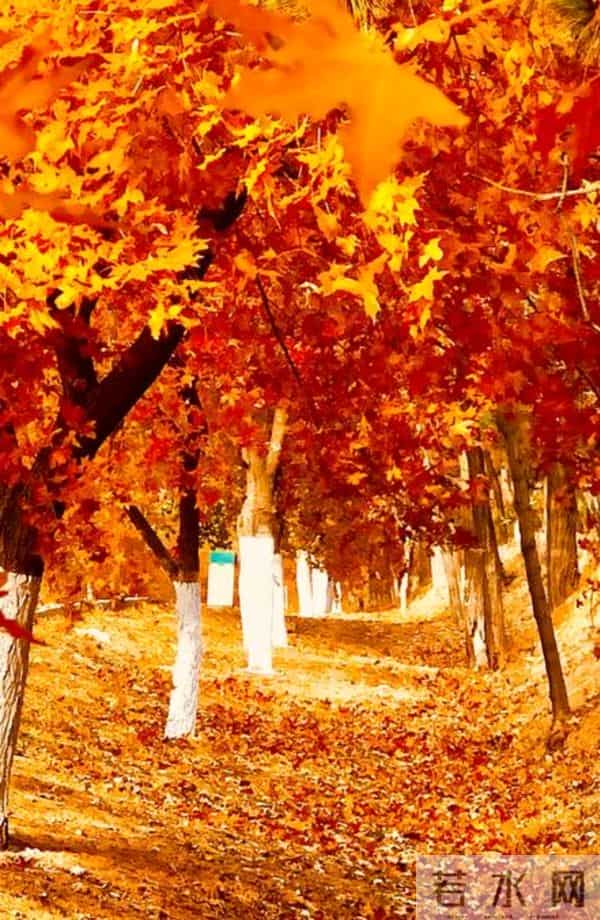 散文:深秋处,岁月静美,生命都有自己的光芒