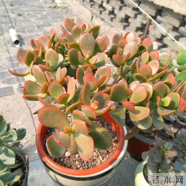 玉树又叫燕子掌,叶片四季常绿,经常出现腐烂,教你如何让避免