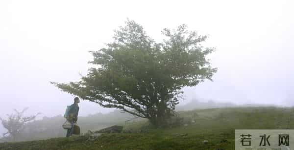 阅读一棵树,从树枝和风开始|植树节
