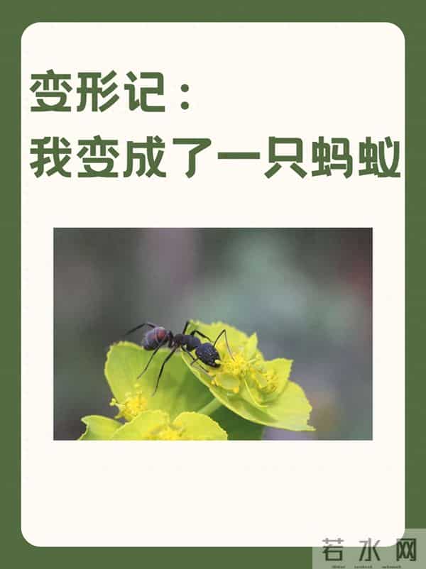学生原创作文《变身蚂蚁的一天》,内容丰富、情节生动,非常好!