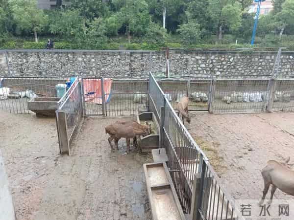 三年级日记之2025年国庆节游记和生活记录三则300字