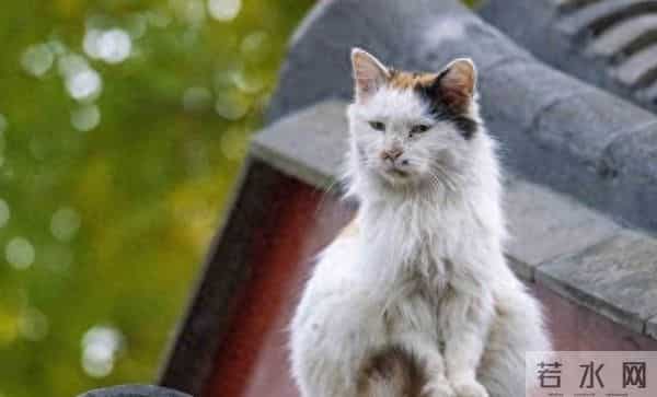 为什么普通人养不了猫?观音说:猫是白虎转世,普通人管不住